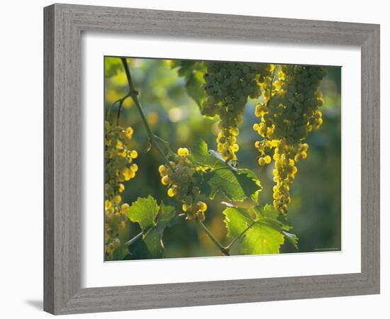 Garganega Grapes, Soave, Veneto, Italy, Europe-Michael Newton-Framed Photographic Print