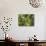 Garganega Grapes, Soave, Veneto, Italy, Europe-Michael Newton-Photographic Print displayed on a wall