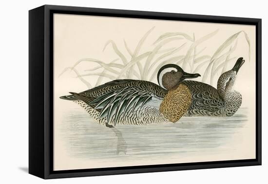 Garganey Teal-Beverley R. Morris-Framed Premier Image Canvas