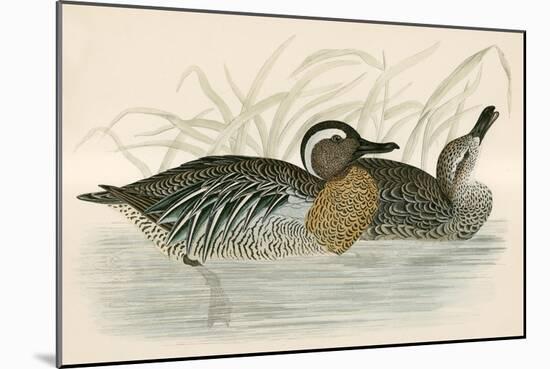 Garganey Teal-Beverley R. Morris-Mounted Giclee Print