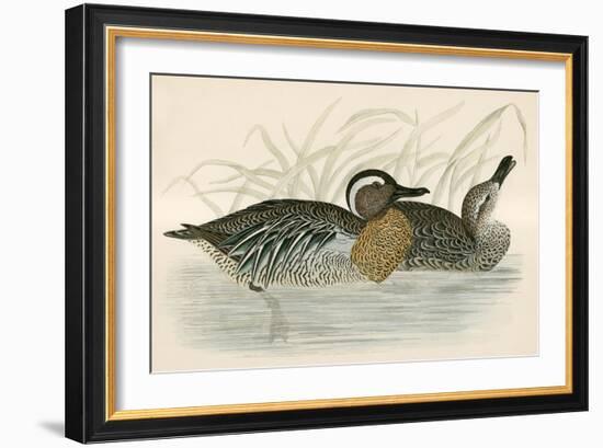 Garganey Teal-Beverley R. Morris-Framed Giclee Print