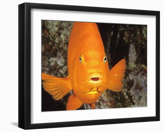 Garibaldi, Catalina, California, USA-Georgienne Bradley-Framed Photographic Print