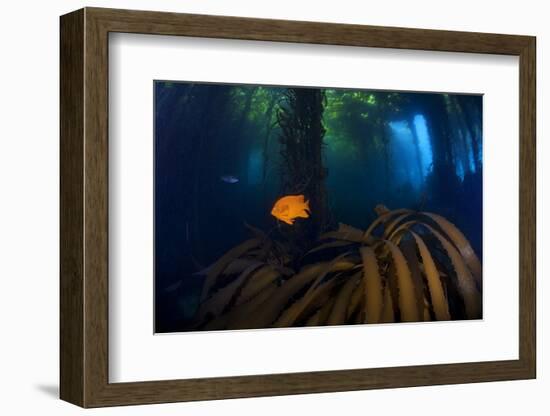 Garibaldi fish and Giant Kelp forest, San Benitos Islands, Baja California, Mexico, May-Claudio Contreras-Framed Photographic Print