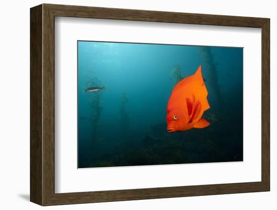 Garibaldifisch, Hypsypops Rubicundus, San Benito Island, Mexico-Reinhard Dirscherl-Framed Photographic Print