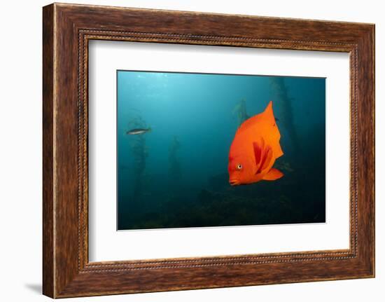 Garibaldifisch, Hypsypops Rubicundus, San Benito Island, Mexico-Reinhard Dirscherl-Framed Photographic Print