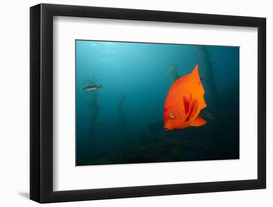 Garibaldifisch, Hypsypops Rubicundus, San Benito Island, Mexico-Reinhard Dirscherl-Framed Photographic Print