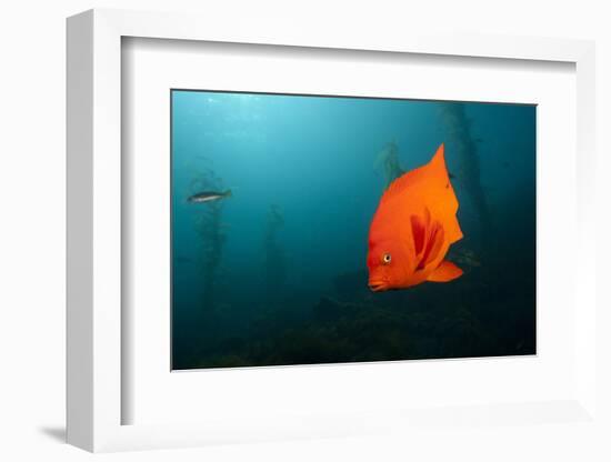 Garibaldifisch, Hypsypops Rubicundus, San Benito Island, Mexico-Reinhard Dirscherl-Framed Photographic Print