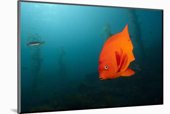 Garibaldifisch, Hypsypops Rubicundus, San Benito Island, Mexico-Reinhard Dirscherl-Mounted Photographic Print