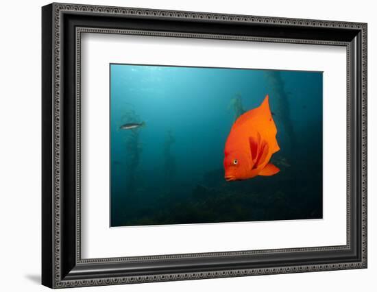 Garibaldifisch, Hypsypops Rubicundus, San Benito Island, Mexico-Reinhard Dirscherl-Framed Photographic Print