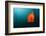 Garibaldifisch, Hypsypops Rubicundus, San Benito Island, Mexico-Reinhard Dirscherl-Framed Photographic Print