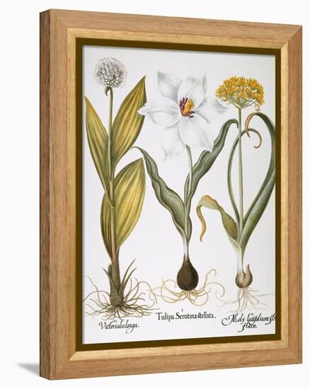 Garlic, 1613-Besler Basilius-Framed Premier Image Canvas