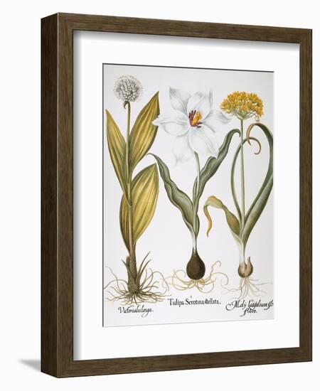 Garlic, 1613-Besler Basilius-Framed Giclee Print