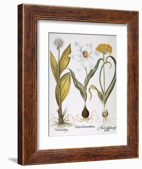 Garlic, 1613-Besler Basilius-Framed Giclee Print