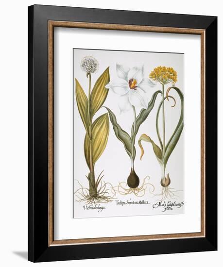 Garlic, 1613-Besler Basilius-Framed Giclee Print