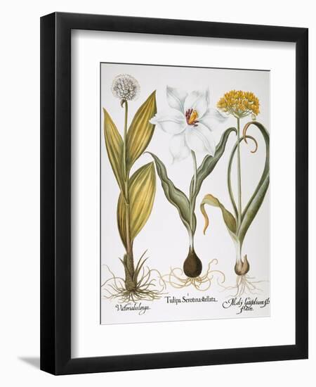 Garlic, 1613-Besler Basilius-Framed Giclee Print