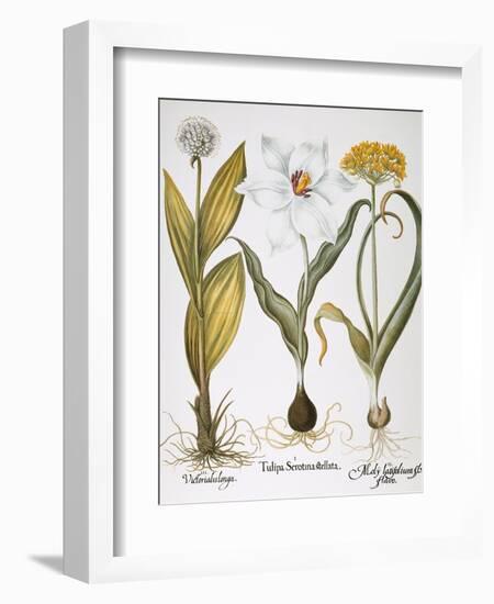 Garlic, 1613-Besler Basilius-Framed Giclee Print