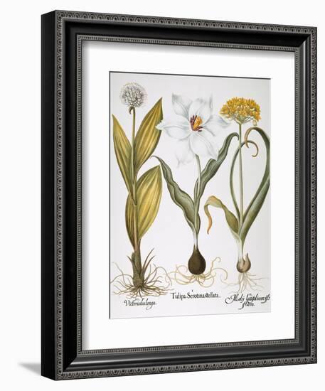 Garlic, 1613-Besler Basilius-Framed Giclee Print