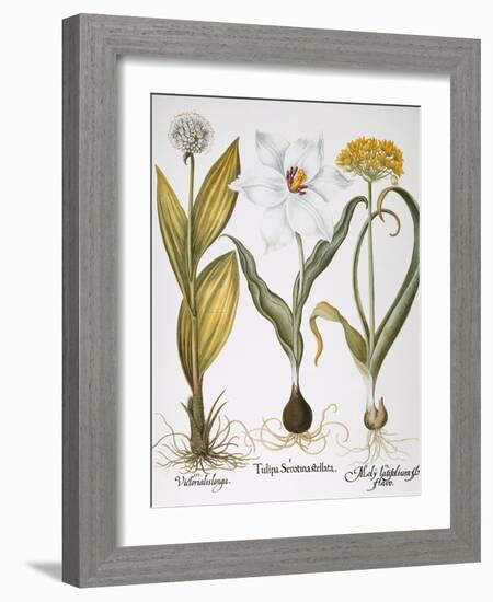 Garlic, 1613-Besler Basilius-Framed Giclee Print