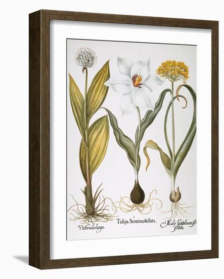 Garlic, 1613-Besler Basilius-Framed Giclee Print