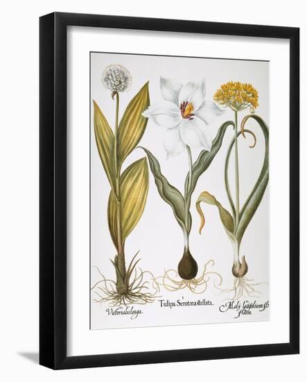 Garlic, 1613-Besler Basilius-Framed Giclee Print