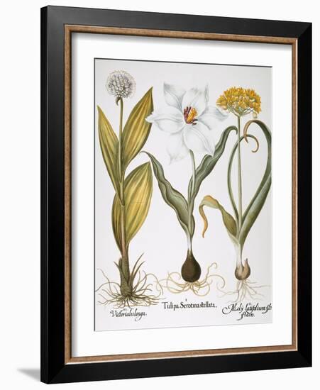 Garlic, 1613-Besler Basilius-Framed Giclee Print