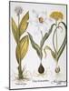 Garlic, 1613-Besler Basilius-Mounted Giclee Print