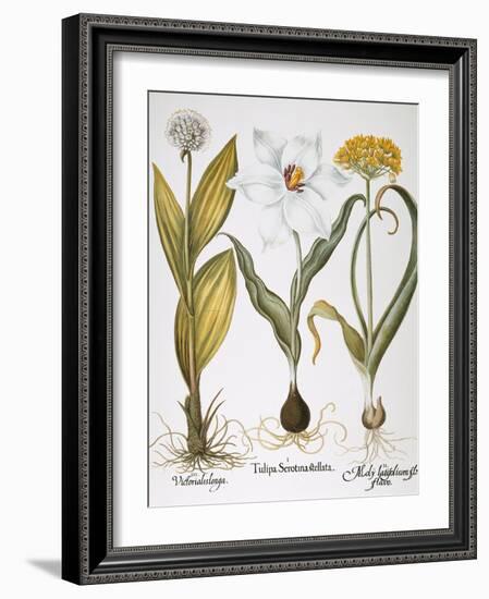 Garlic, 1613-Besler Basilius-Framed Giclee Print