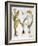 Garlic, 1613-Besler Basilius-Framed Giclee Print