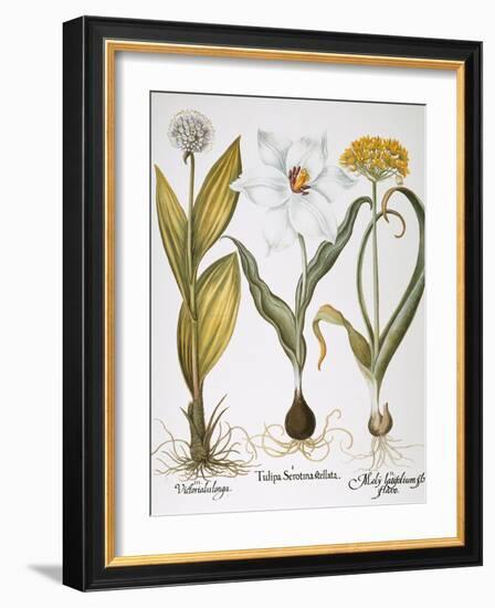 Garlic, 1613-Besler Basilius-Framed Giclee Print