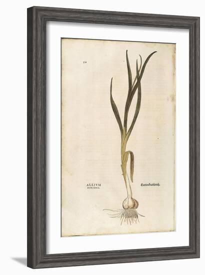 Garlic - Allium Sativum (Allium Hortense) by Leonhart Fuchs from De Historia Stirpium Commentarii I-null-Framed Giclee Print