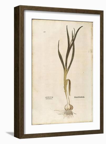 Garlic - Allium Sativum (Allium Hortense) by Leonhart Fuchs from De Historia Stirpium Commentarii I-null-Framed Giclee Print