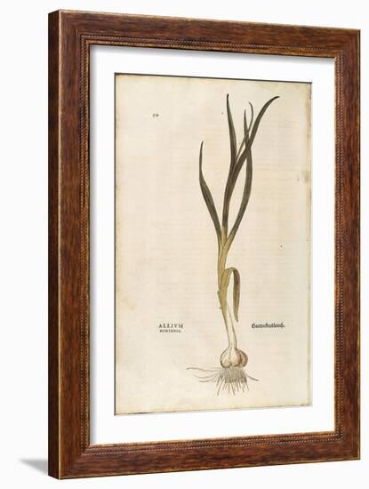 Garlic - Allium Sativum (Allium Hortense) by Leonhart Fuchs from De Historia Stirpium Commentarii I-null-Framed Giclee Print