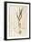 Garlic - Allium Sativum (Allium Hortense) by Leonhart Fuchs from De Historia Stirpium Commentarii I-null-Framed Giclee Print