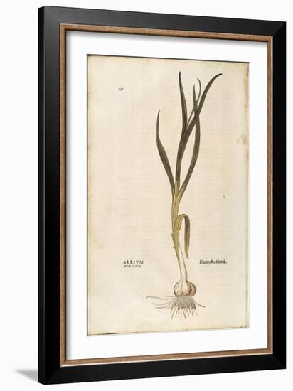 Garlic - Allium Sativum (Allium Hortense) by Leonhart Fuchs from De Historia Stirpium Commentarii I-null-Framed Giclee Print