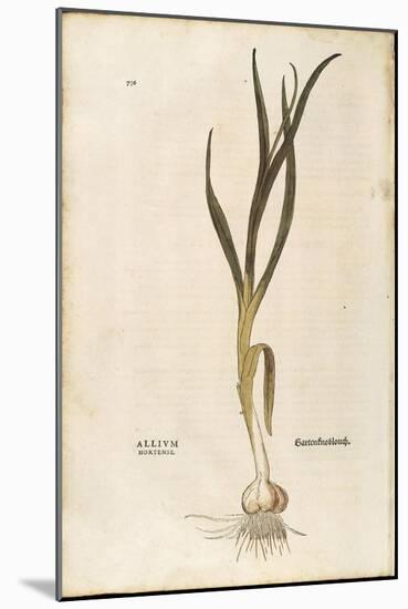 Garlic - Allium Sativum (Allium Hortense) by Leonhart Fuchs from De Historia Stirpium Commentarii I-null-Mounted Giclee Print