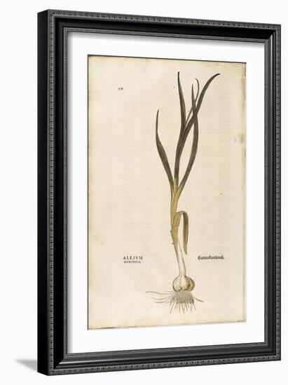 Garlic - Allium Sativum (Allium Hortense) by Leonhart Fuchs from De Historia Stirpium Commentarii I-null-Framed Giclee Print