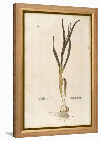 Garlic - Allium Sativum (Allium Hortense) by Leonhart Fuchs from De Historia Stirpium Commentarii I-null-Framed Premier Image Canvas