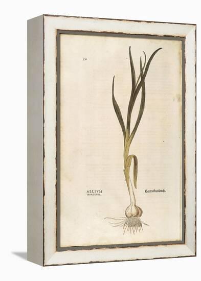Garlic - Allium Sativum (Allium Hortense) by Leonhart Fuchs from De Historia Stirpium Commentarii I-null-Framed Premier Image Canvas