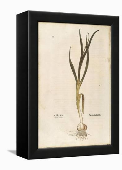 Garlic - Allium Sativum (Allium Hortense) by Leonhart Fuchs from De Historia Stirpium Commentarii I-null-Framed Premier Image Canvas