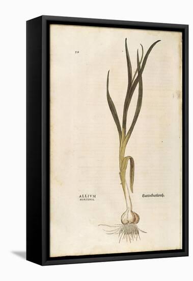 Garlic - Allium Sativum (Allium Hortense) by Leonhart Fuchs from De Historia Stirpium Commentarii I-null-Framed Premier Image Canvas