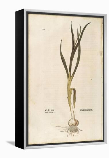 Garlic - Allium Sativum (Allium Hortense) by Leonhart Fuchs from De Historia Stirpium Commentarii I-null-Framed Premier Image Canvas