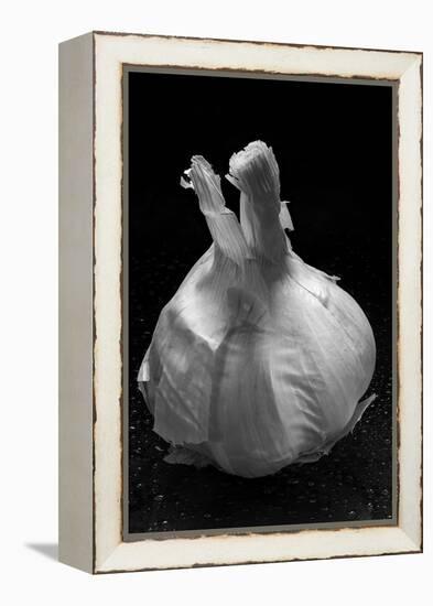 Garlic Bulb BW-Steve Gadomski-Framed Premier Image Canvas