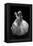 Garlic Bulb BW-Steve Gadomski-Framed Premier Image Canvas