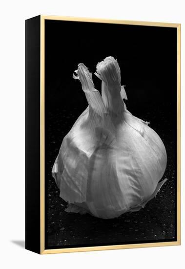 Garlic Bulb BW-Steve Gadomski-Framed Premier Image Canvas