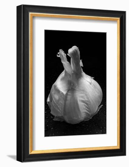 Garlic Bulb BW-Steve Gadomski-Framed Photographic Print