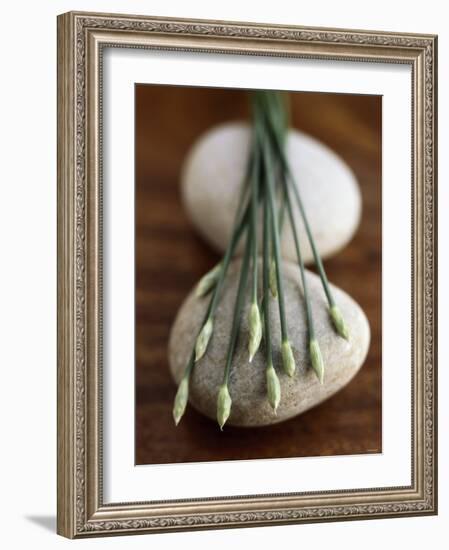 Garlic Chives-Jean Cazals-Framed Photographic Print