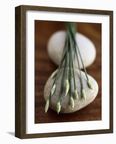 Garlic Chives-Jean Cazals-Framed Photographic Print