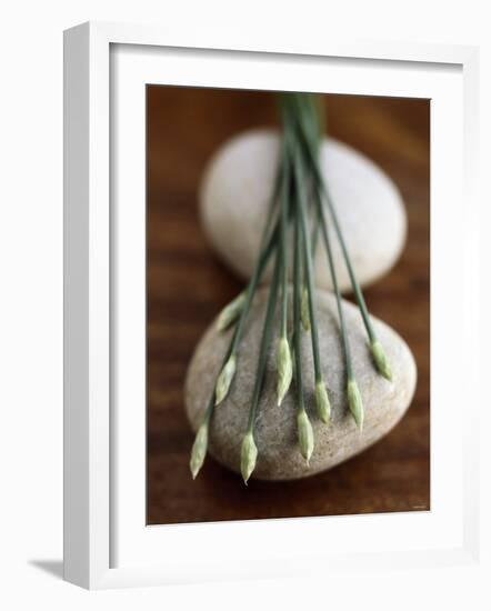 Garlic Chives-Jean Cazals-Framed Photographic Print