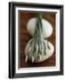 Garlic Chives-Jean Cazals-Framed Photographic Print