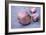 Garlic Cloves-Maxine Adcock-Framed Photographic Print